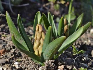 Planting hyacinth