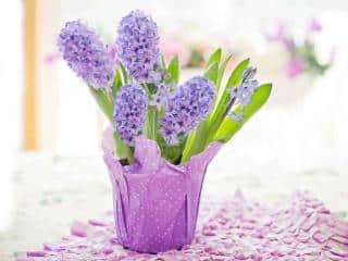 Hyacinth in pot