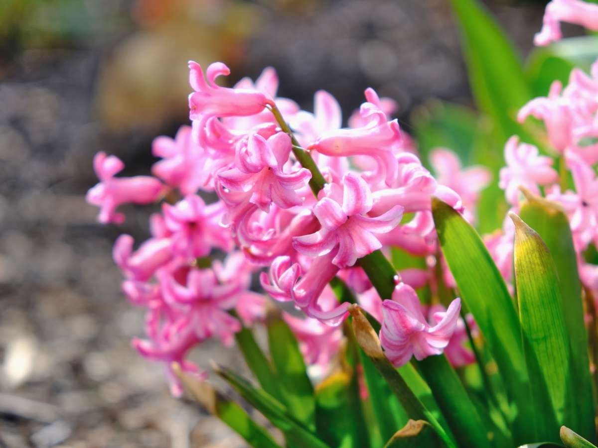 Hyacinth