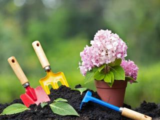 Hydrangea planting