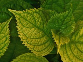 Yellow leaves on hydrangea