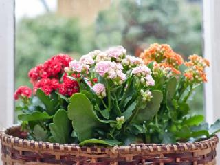 Kalanchoe