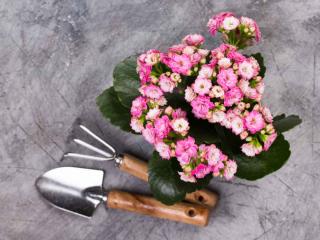 Planting kalanchoe