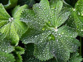 Caring for lady's mantle