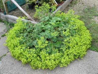 Planting lady's mantle