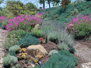 Landscaping with lavandula dentata