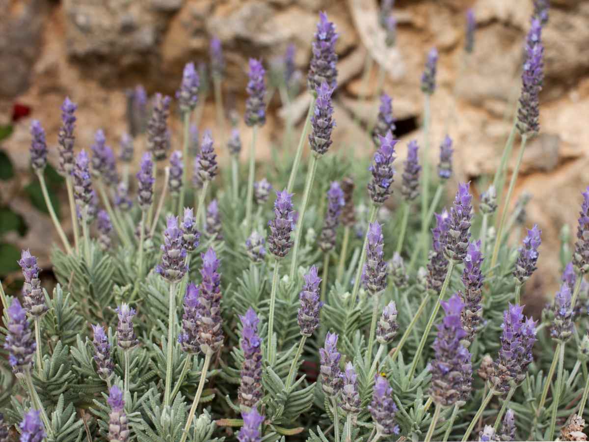 Lavandula dentata