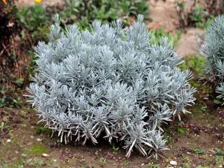 Planting lavandula latifolia