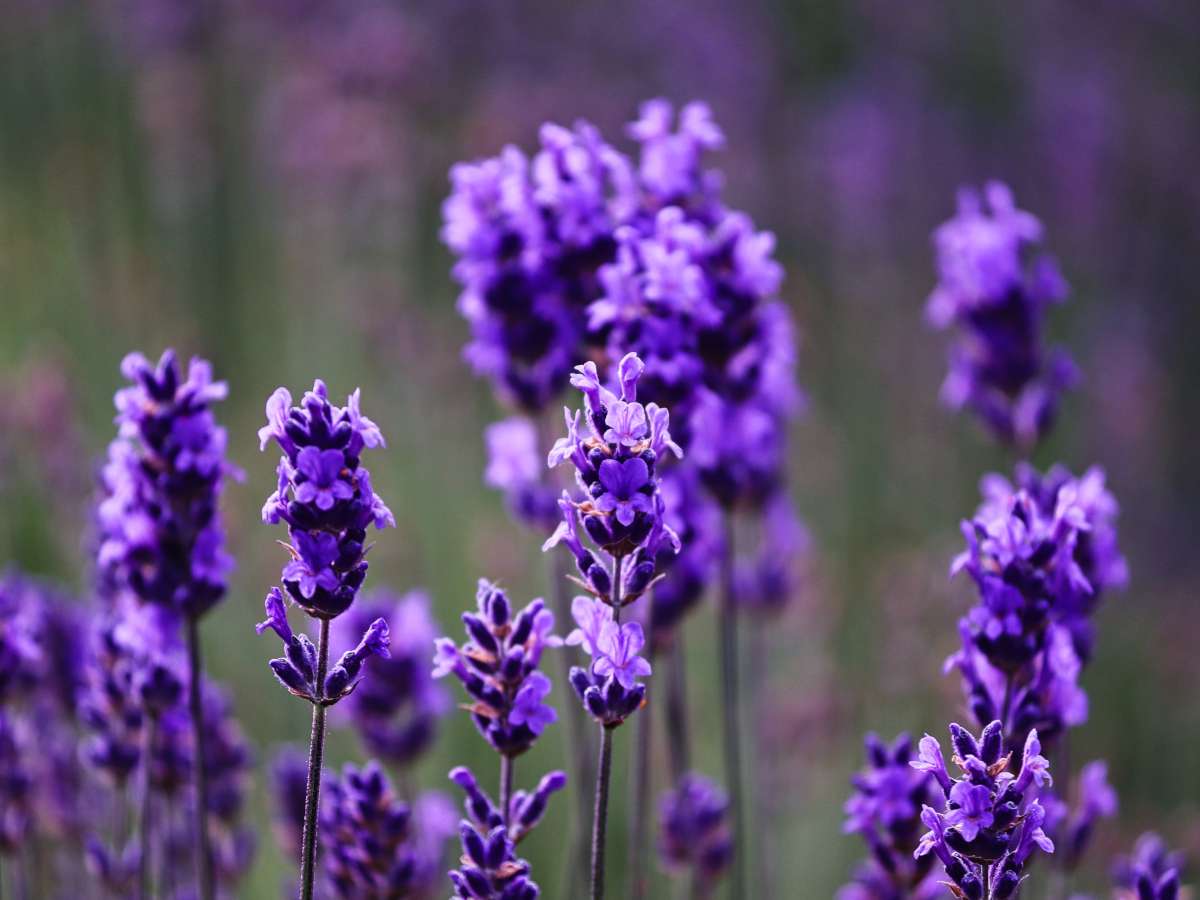 Lavandula latifolia