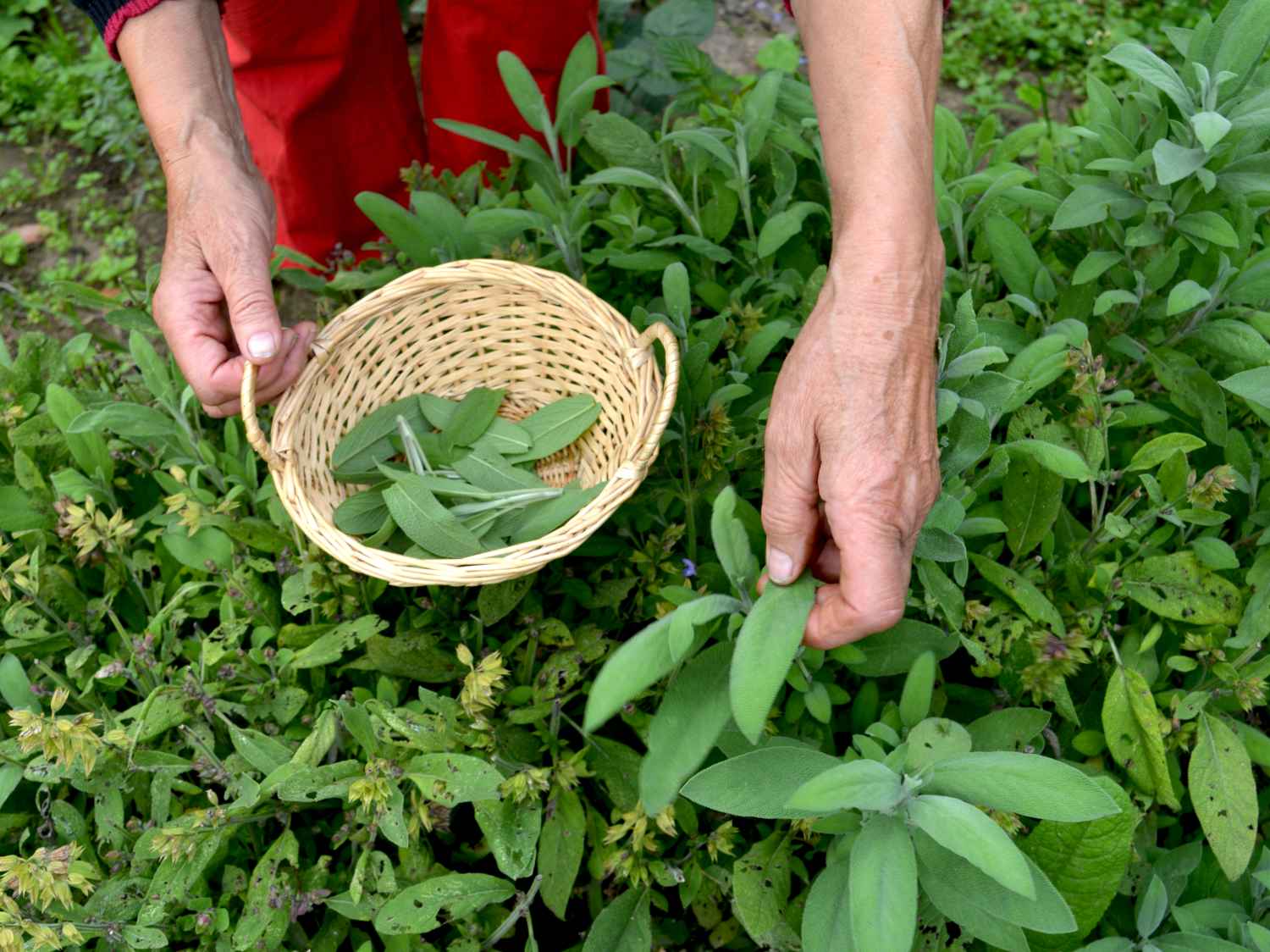 Medicinal sage