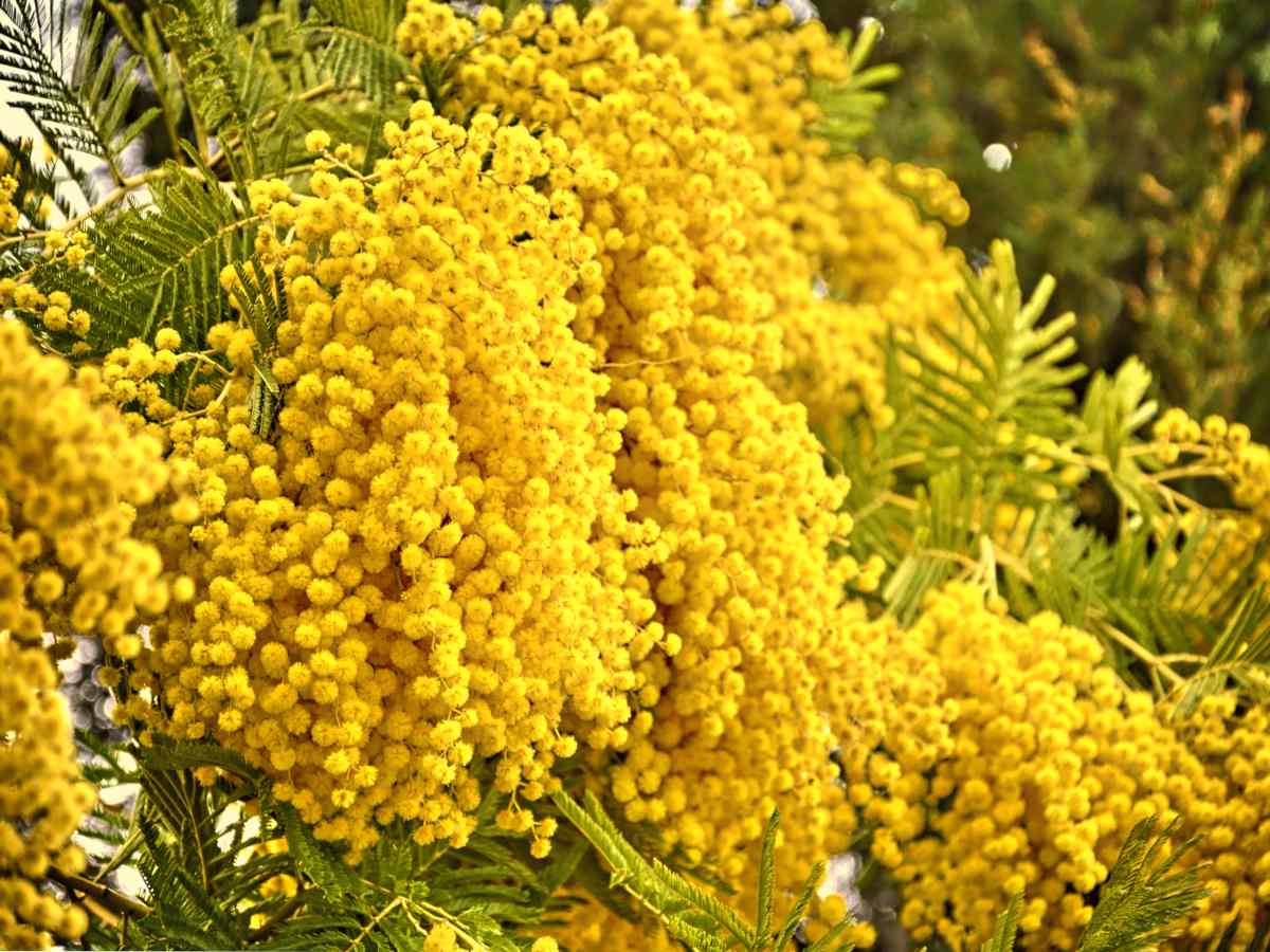 Mimosa tree