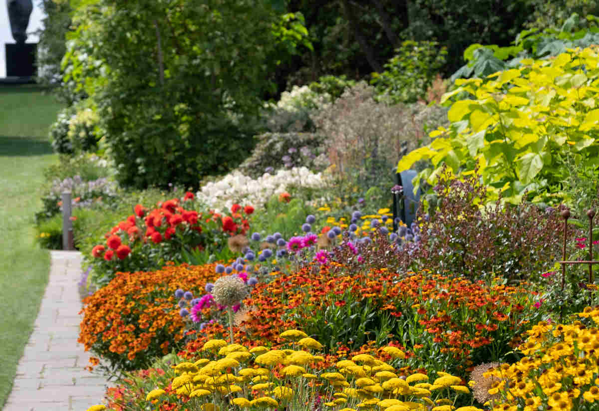 mixed border flowers