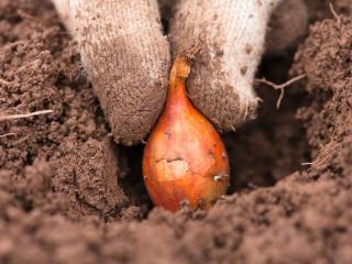 Planting onion