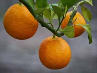 Orange tree varieties