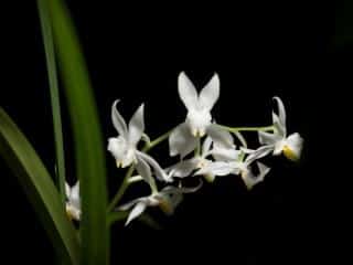 fragrant osmoglossum pulchellum