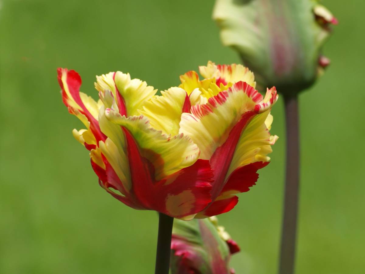 Parrot tulip