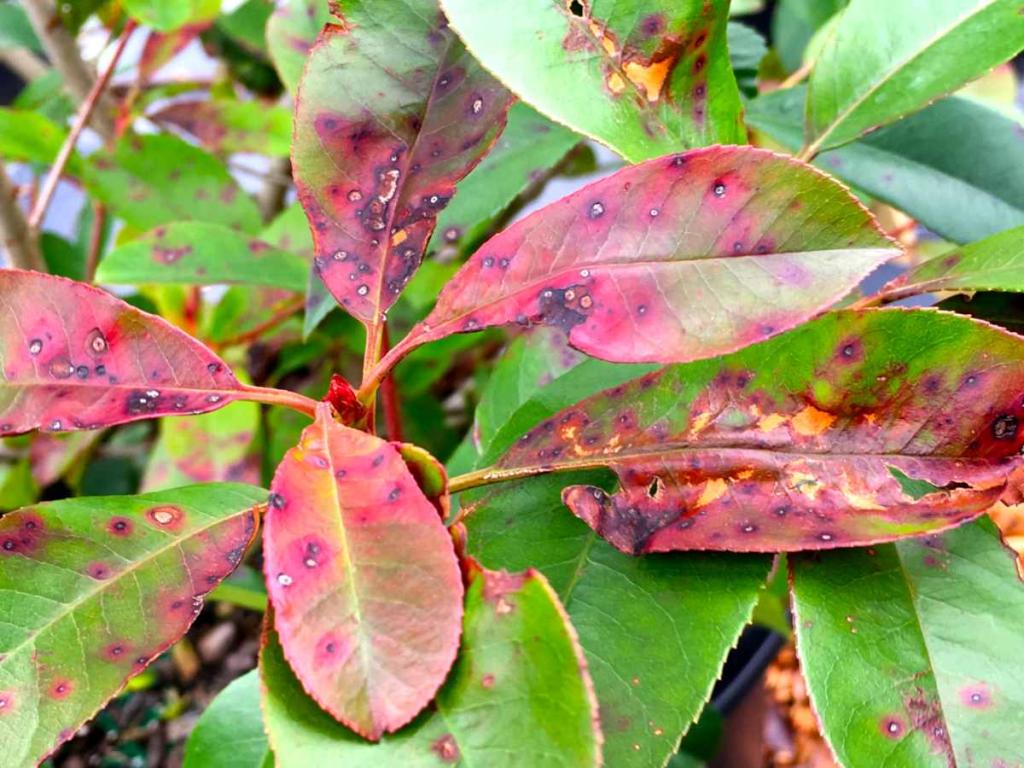 Black spots on photinia red robin