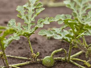 Planting citron melon