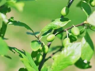 damson planting