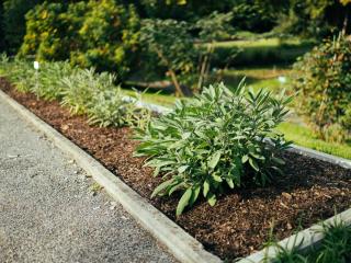 medicinal sage planting