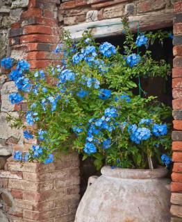 Plumbago pot