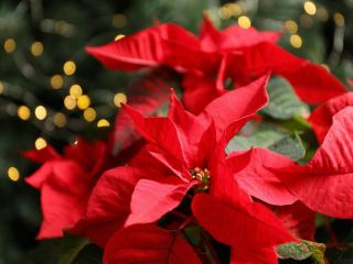 Caring for poinsettia after the blooming