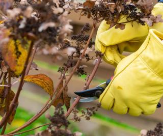 pruning hydrangeas