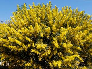 Pruning mimosa into a bush shape