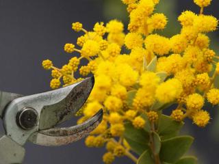 Pruning a mimosa tree