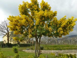 Pruning mimosa tree