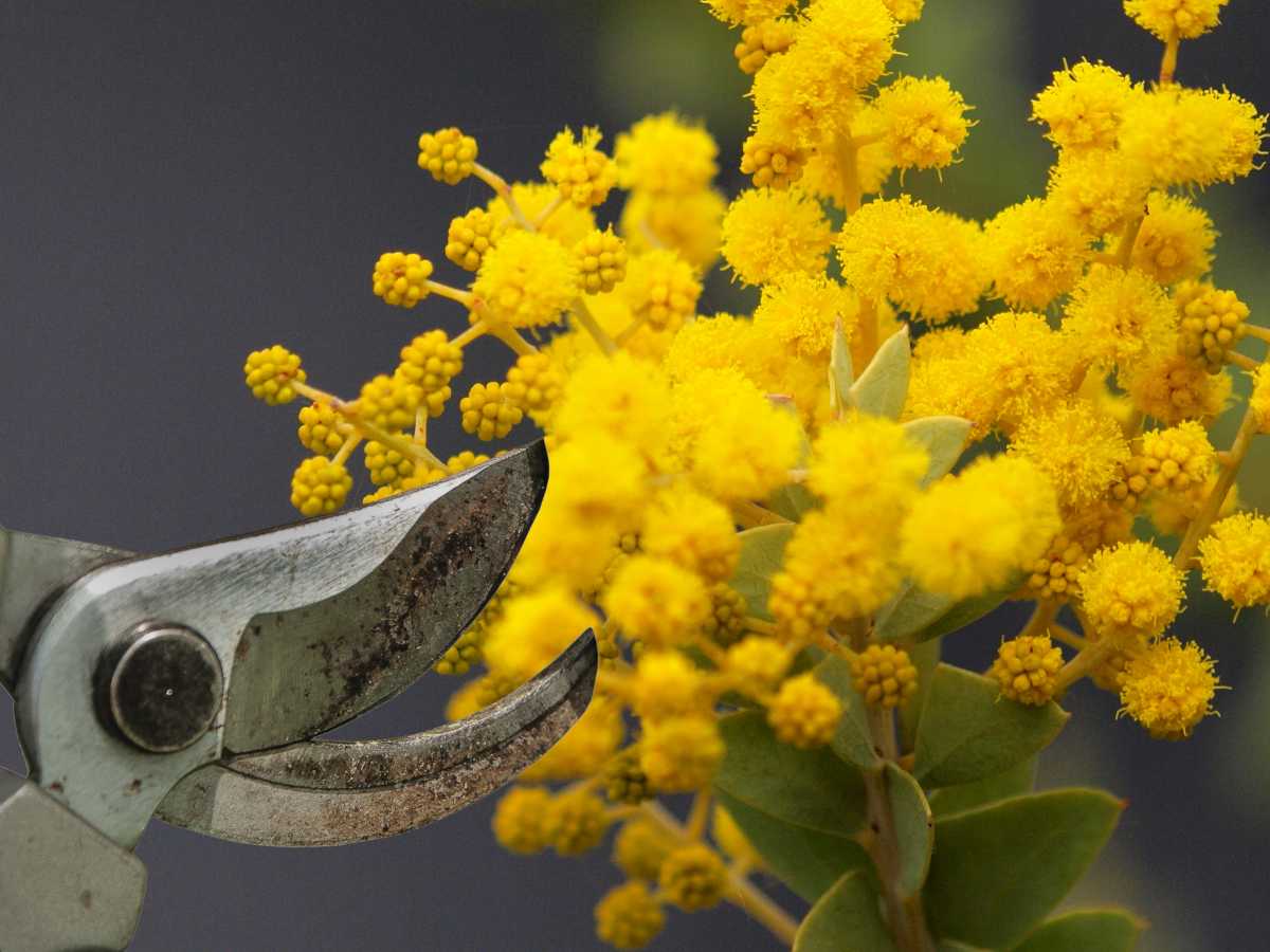 Pruning a mimosa tree