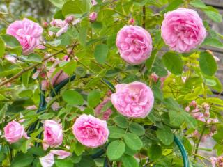 Caring for the Ronsard rose