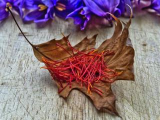 saffron harvest