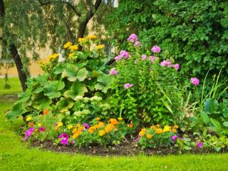 Steps to create a flower bed