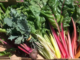 Harvest of silverbeet