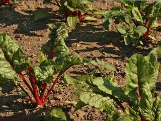 Planting silverbeet