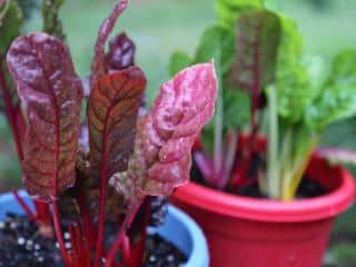 Silverbeet in pot