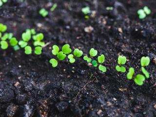 Sowing arugula