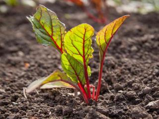 Sowing silverbeet