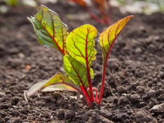 Sowing silverbeet