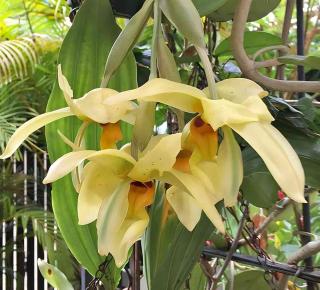 fragrant Stanhopea orchid