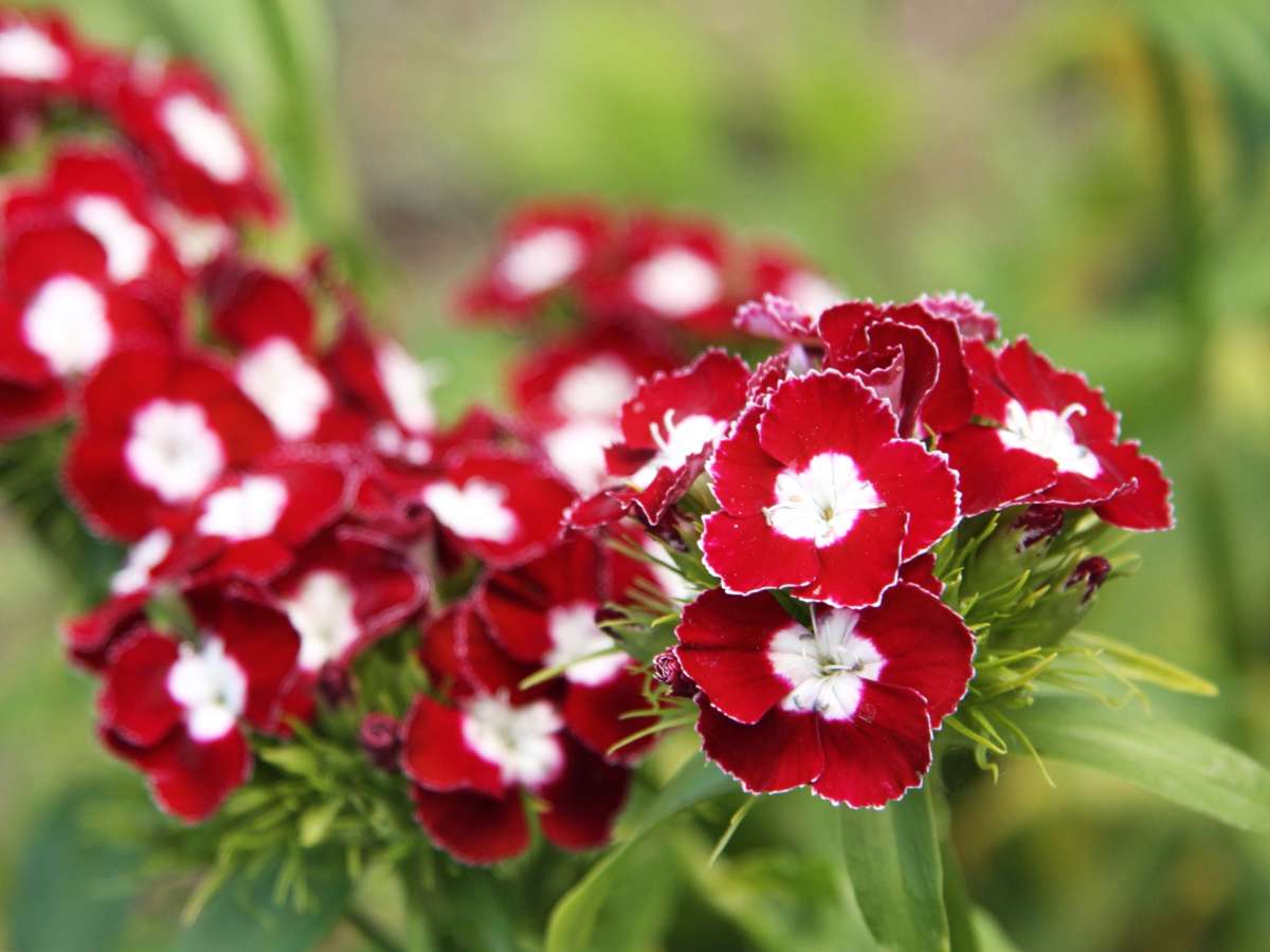 Sweet william