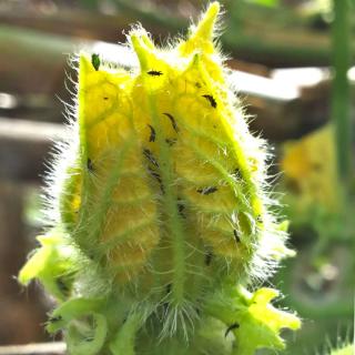 Thrips feeding on a flower