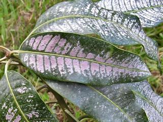 Thrips feeding symptom