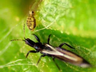 Thrips food