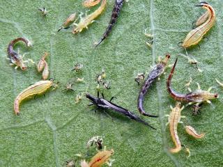 Thrips lifecycle