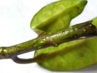 Thrips lifecycle eggs