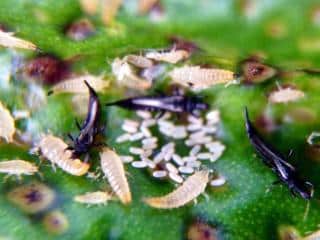 Stages of thrips