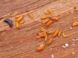 Thrips eating dead wood