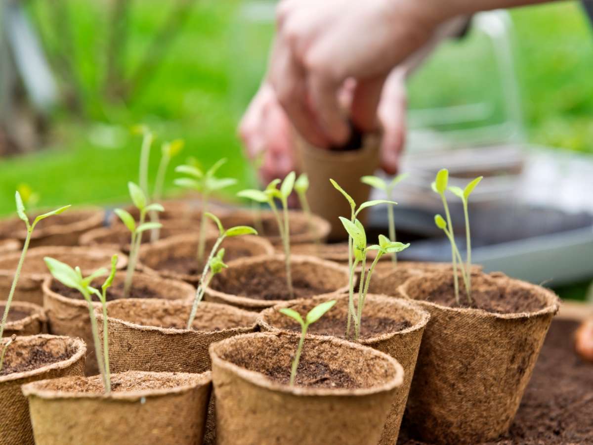 Tomato sowing